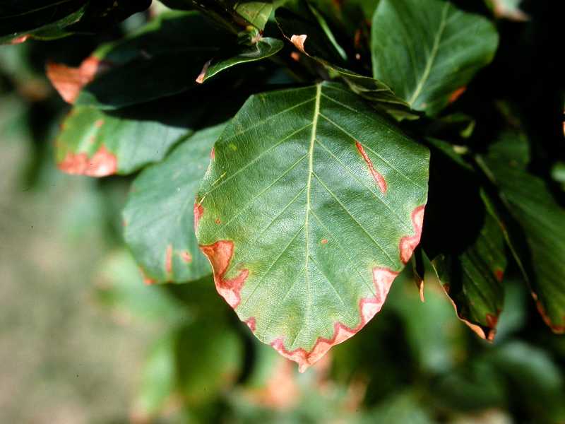 Scorch, Sunburn, and Heat Stress